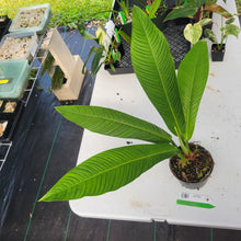 Load image into Gallery viewer, Philodendron Campii Lynette, Exact Plant Ships Nationwide
