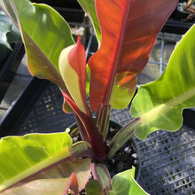 Load image into Gallery viewer, Philodendron Red Moon. not Yellow Flame Variegated exact plant, Fedex 2day

