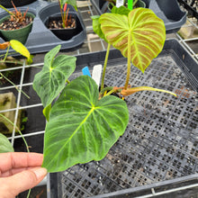 Load image into Gallery viewer, Philodendron Verrucosum Pseudoverrucosum Croat , Exact Plant Ships Nationwide
