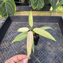 Load image into Gallery viewer, Philodendron Whipple Way, Exact Plant Variegated Ships Nationwide
