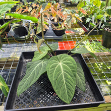 Load image into Gallery viewer, Anthurium Villenaorum, Exact Plant Ships Nationwide
