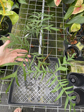 Load image into Gallery viewer, Philodendron Polypodoides exact plant, Fedex 2day*
