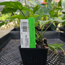 Load image into Gallery viewer, Syngonium Red Spot Tricolor, Exact Plant Variegated Ships Nationwide
