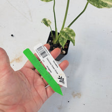 Load image into Gallery viewer, Monstera deliciosa green snow, Exact Plant Ships Nationwide
