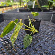 Load image into Gallery viewer, Philodendron Hederaceum Micans Aurea, Exact Plant Variegated Ships Nationwide
