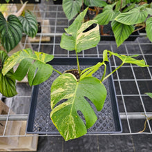 Load image into Gallery viewer, Monstera Borsigiana Aurea, Exact Plant Variegated Ships Nationwide
