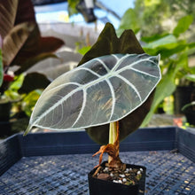 Load image into Gallery viewer, Alocasia Grandis, Exact Plant 2.5&#39;&#39; pot
