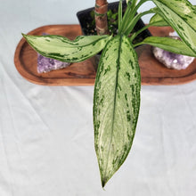 Load image into Gallery viewer, Aglaonema Ice Queen, Silver Queen, Exact Plant Variegated double plant
