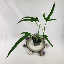 Load image into Gallery viewer, Philodendron Holtonianum, Exact Plant
