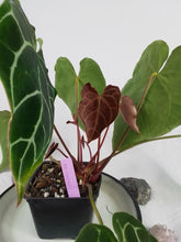 Load image into Gallery viewer, Anthurium Crystallinum, Exact Plant 5 active growth points
