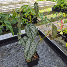 Load image into Gallery viewer, Philodendron Brandtianum, Exact Plant Ships Nationwide
