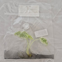 Load image into Gallery viewer, Alocasia Dragon Scale Albo Ultra tissue culture 2DayAir
