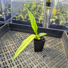 Load image into Gallery viewer, Anthurium Vittarifolium , Exact Plant Variegated Ships Nationwide
