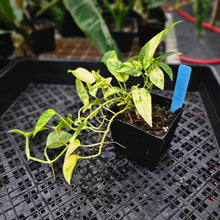 Load image into Gallery viewer, Epipremnum Pinnatum Yellow Flame, Exact Plant Variegated 5 top plant Ships Nationwide
