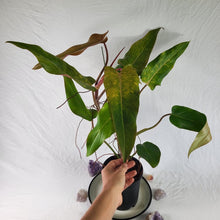 Load image into Gallery viewer, Philodendron Orange Marmalade, Exact Plant XL Ships Nationwide
