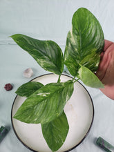Load image into Gallery viewer, Lechleriana, exact plant, variegated Monstera, ships nationwide

