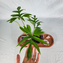 Load image into Gallery viewer, Philodendron Quercifolium, Exact Plant
