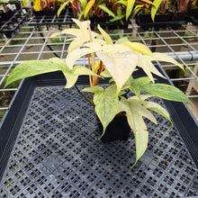 Load image into Gallery viewer, Philodendron Florida Ghost, Exact Plant Ships Nationwide
