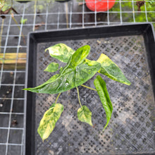 Load image into Gallery viewer, Alocasia Macrorrhiza Schock Treatment, Exact Plant Variegated Ships Nationwide
