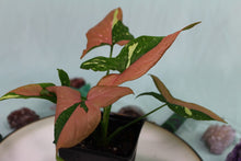 Load image into Gallery viewer, Variegated Syngonium Red Spot Tricolor Exact Plant
