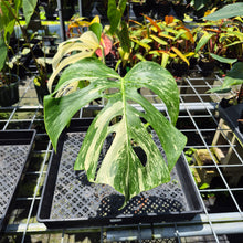 Load image into Gallery viewer, Monstera Borsigiana Albo Deliciosa Variegated exact plant, Fedex 2day*
