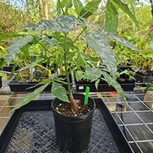 Load image into Gallery viewer, Pachira Aquatica Money Tree, Exact Plant Variegated Ships Nationwide
