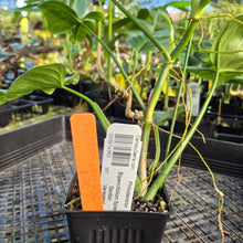 Load image into Gallery viewer, Philodendron Bipennifolium Splash Gordon Variegated Ships Nationwide
