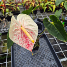 Load image into Gallery viewer, Anthurium Peppermint Splash, Shibori AFF, speckled , Exact Plant Ship Nationwide
