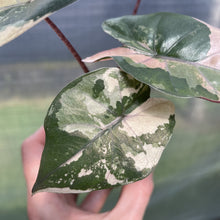 Load image into Gallery viewer, Alocasia Yucatan Princess Pink variegated exact plant, Fedex 2day*
