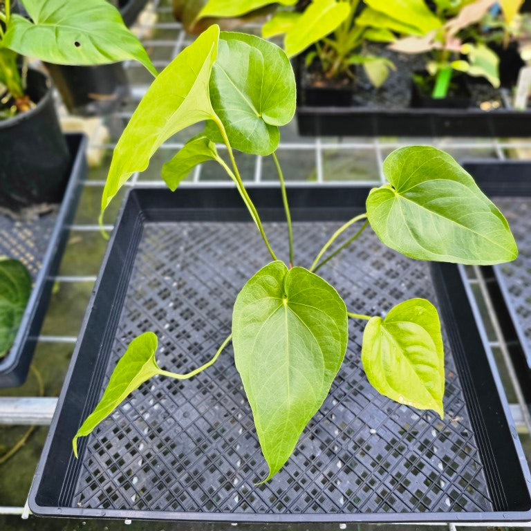 Anthurium Watermaliense, Exact Plant