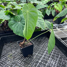 Load image into Gallery viewer, Anthurium Angamarcanum , Exact Plant Ships Nationwide

