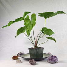 Load image into Gallery viewer, Anthurium Watermaliense, Exact Plant
