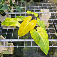 Load image into Gallery viewer, Philodendron Goldiana, Exact Plant aka Maui Gold, double plant
