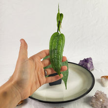 Load image into Gallery viewer, Anthurium Sp. Limon, Exact Plant Ships Nationwide
