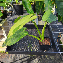 Load image into Gallery viewer, Philodendron Jose Buono, Exact Plant Variegated Ships Nationwide
