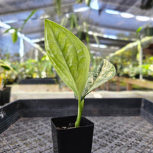 Load image into Gallery viewer, Monstera Peru &quot;Karstenianum&quot;, Exact Plant Variegated Ships Nationwide
