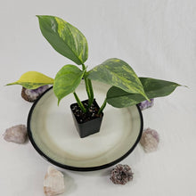 Load image into Gallery viewer, Philodendron Hastatum Silver Sword, Exact Plant Variegated Ships Nationwide
