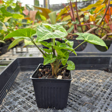 Load image into Gallery viewer, Syngonium Panda, Exact Plant Variegated Ships Nationwide
