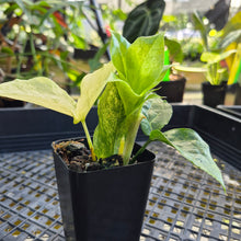 Load image into Gallery viewer, Zamioculcas Zamiifolia Wild Form ZZ, Exact Plant Variegated Ships Nationwide
