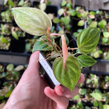 Load image into Gallery viewer, Philodendron Micans Mint Pink Variegated, 2.5” pot, Fedex 2 day*

