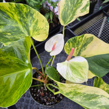 Load image into Gallery viewer, Anthurium Andraeanum White Heart, Exact Plant Variegated Ships Nationwide
