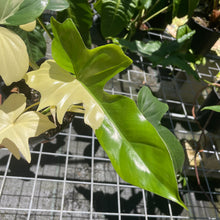Load image into Gallery viewer, Philodendron Golden Dragon, Exact Plant Variegated
