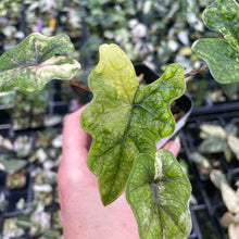 Load image into Gallery viewer, Alocasia Jacklyn Aurea variegated 2.5" pot, Fedex 2day*
