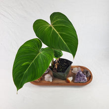 Load image into Gallery viewer, Philodendron Gloriosum, Pink Veined Back, Exact Plant Sport-variegated
