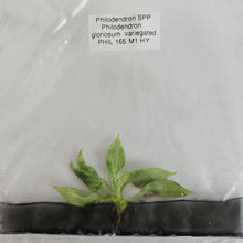 Load image into Gallery viewer, Philodendron Gloriosum snow leopard variegated tissue culture 2DayAir
