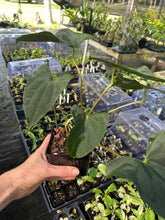 Load image into Gallery viewer, Anthurium Papillilaminum Fort Sherman 4" pot, Fedex 2day*
