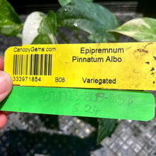 Load image into Gallery viewer, Epipremnum Pinnatum Albo, Exact Plant Variegated Ships Nationwide
