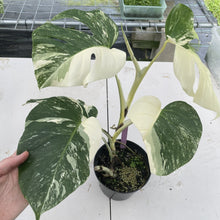 Load image into Gallery viewer, Monstera Borsigiana Albo Deliciosa Variegated exact plant, Fedex 2day*
