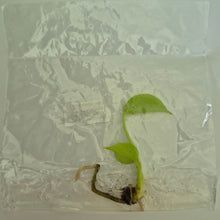 Load image into Gallery viewer, Monstera Lemon Lime (Full Cheese) tissue culture 2DayAir
