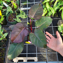 Load image into Gallery viewer, Philodendron Orange Princess, Exact Plant Variegated Ships Nationwide
